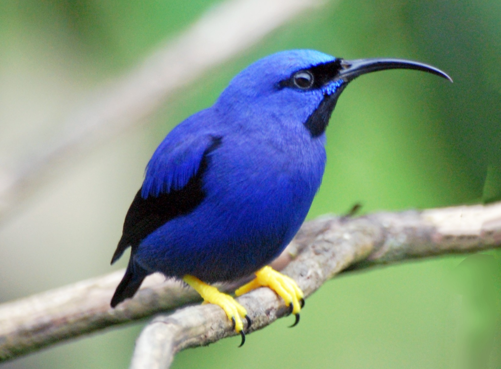 Copeicillo Violáceo