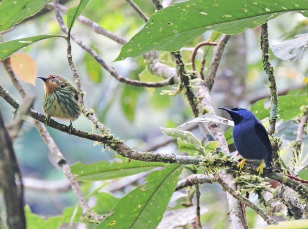 Copeicillo Violáceo