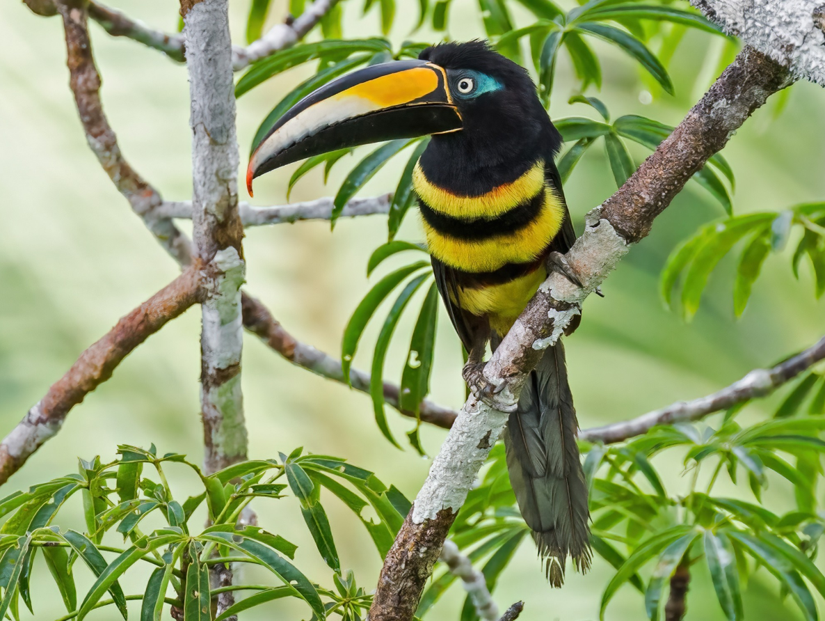 Tucán pico negro