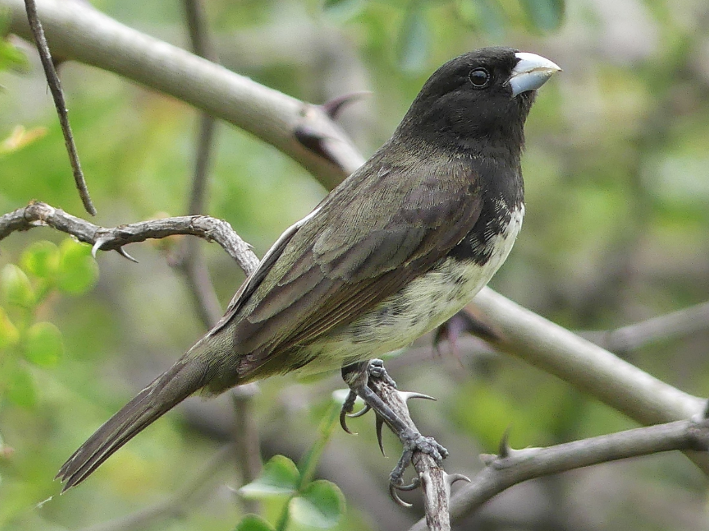 Espiguero vientreamarillo