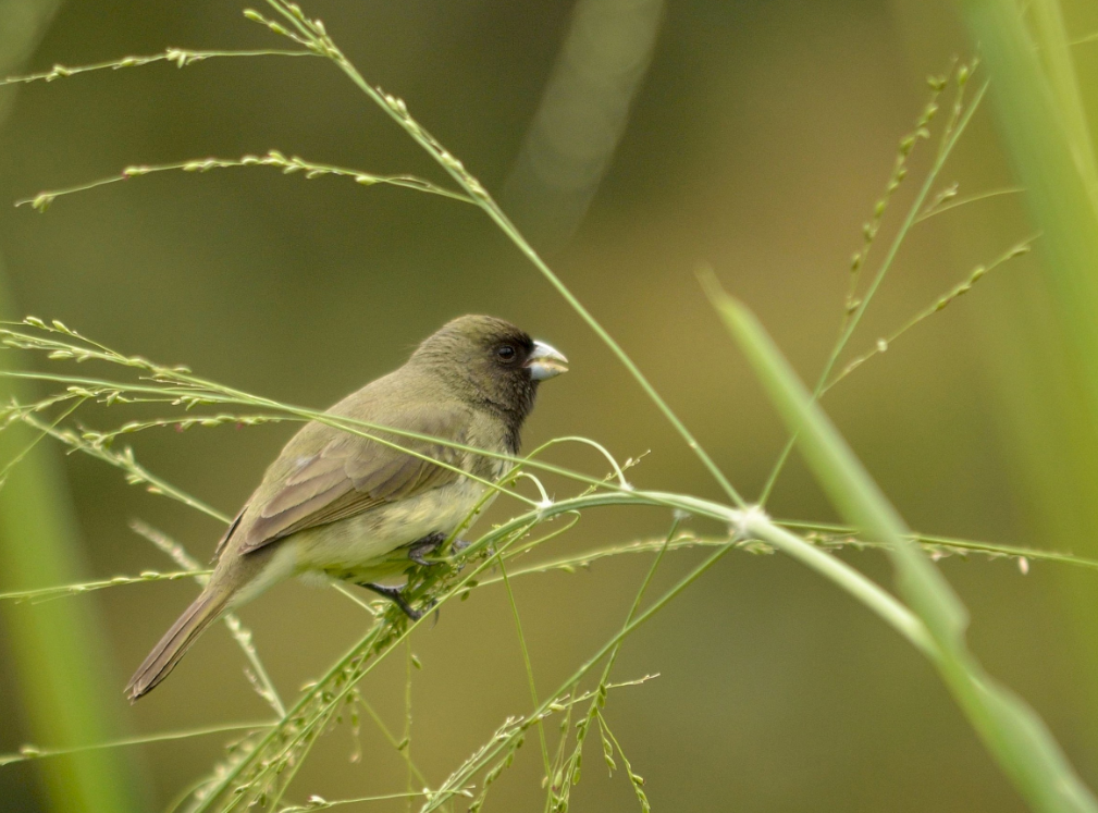Espiguero vientreamarillo