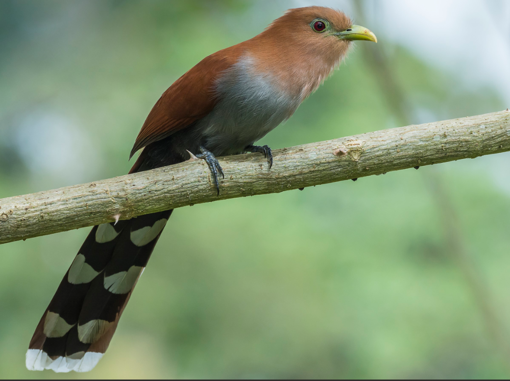 Piscua o pájaro ardilla