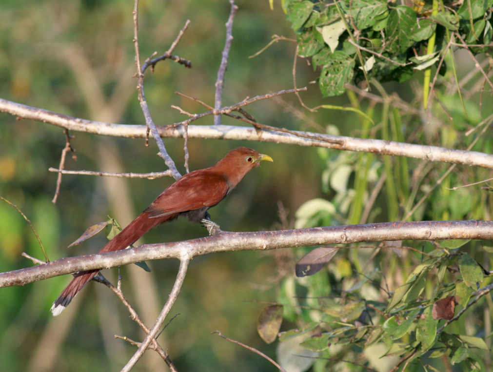 Piscua o pájaro ardilla
